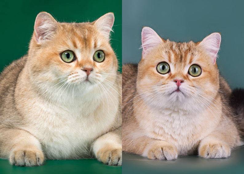 Британская шиншилла кошка: длинношерстная порода разных окрасов, бывает золотая, серебристая, рыжая и белая с зелеными глазами