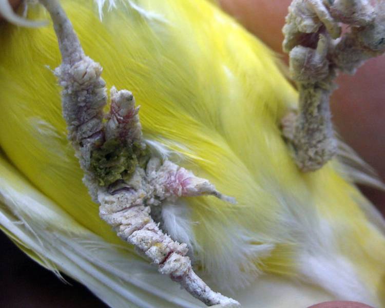 Паразиты у попугаев глисты, пухопероеды, клещи: симптомы и лечение