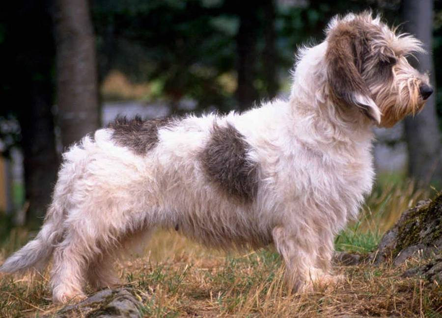 Малый вандейский бассет-гриффон — описание и фото породы | все о собаках