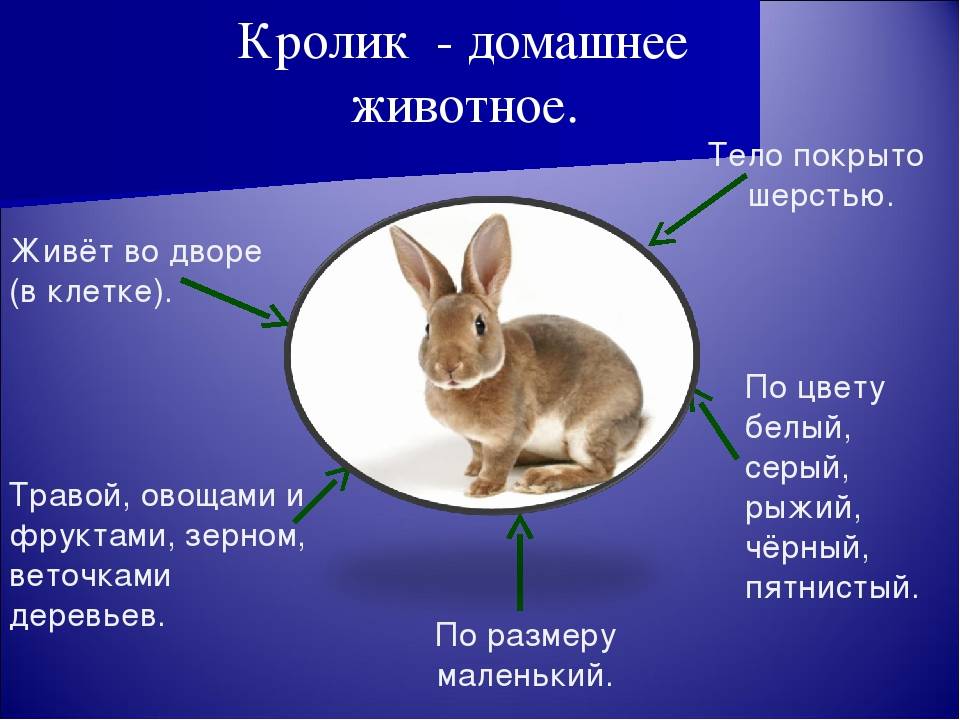 Заяц - виды, где живет, описание, окрас, чем питается, размножение