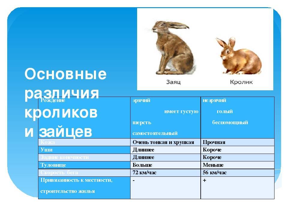 Клевер кролик волк черты сходства и различия. Отличия между зайцем и кроликом. Отличие зайца от кролика. Сравнение зайца и кролика. Отличие кролика от щайыа.