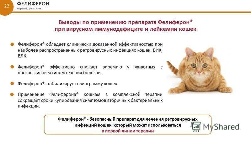 Коронавирус у кошек: симптомы и лечение - ветеринарные статьи специалистов клиники «джунгли»