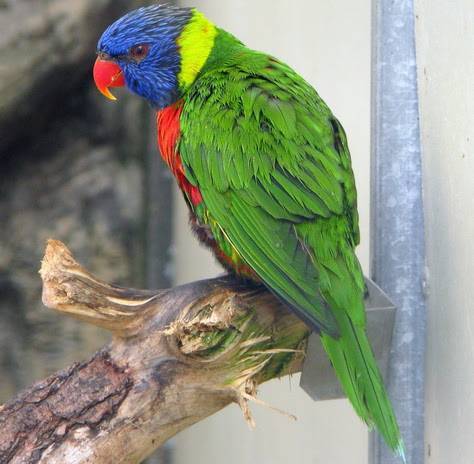 Попугай лори (23 фото): виды попугаев лориевых, особенности их содержания
