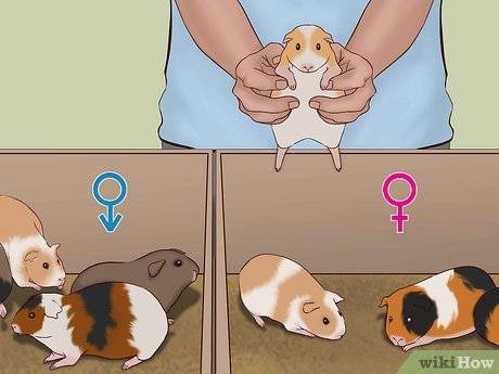 Беременность и роды у морских свинок - определение, продолжительность, уход за беременной и родившей самкой