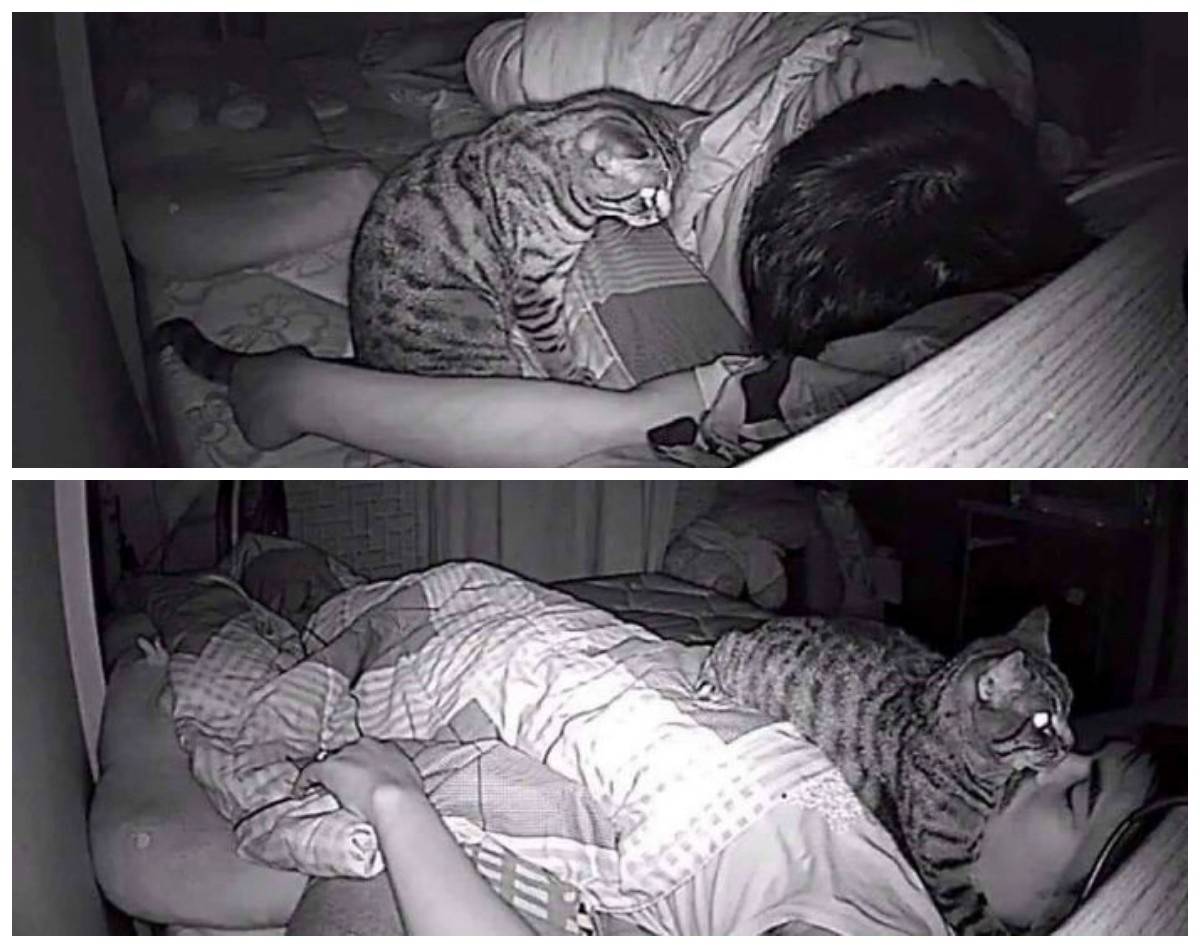 Как не дать кошке будить вас среди ночи: 10 шагов