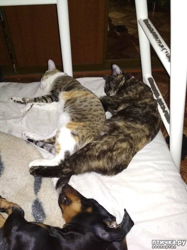 Две кошки в доме и как их подружить
