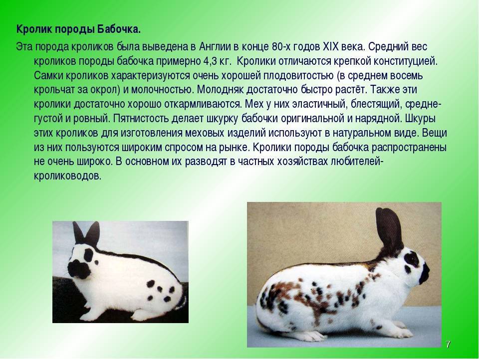 Кролики великаны: породы, разведение, выращивание, кормление