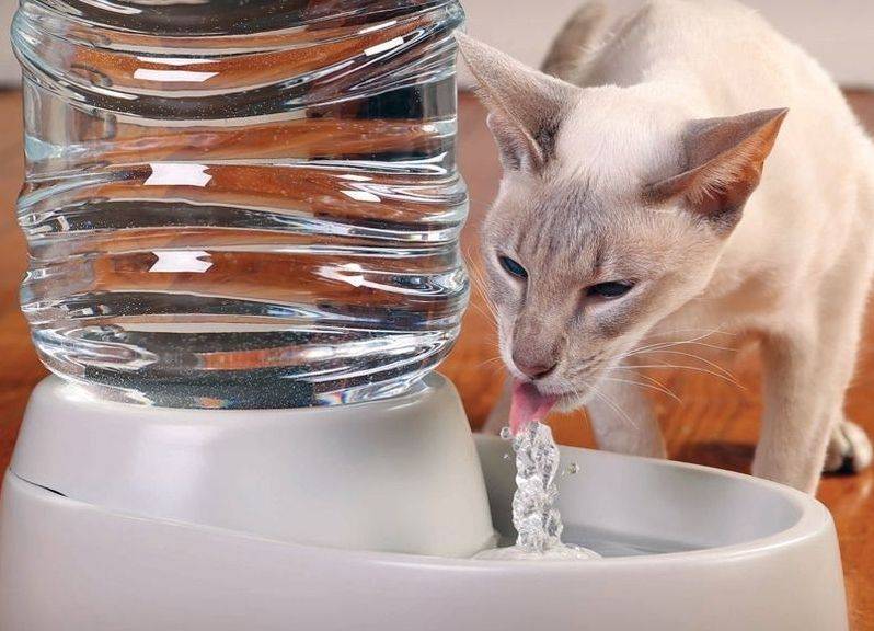 Кошка без воды - как долго может прожить и сколько требуется воды для кошки. видео советы ветеринаров + 125 фото