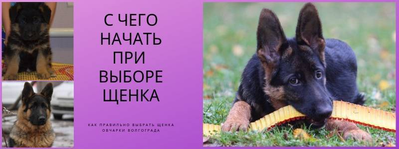 ᐉ алиментный щенок что это значит? - zoomanji.ru