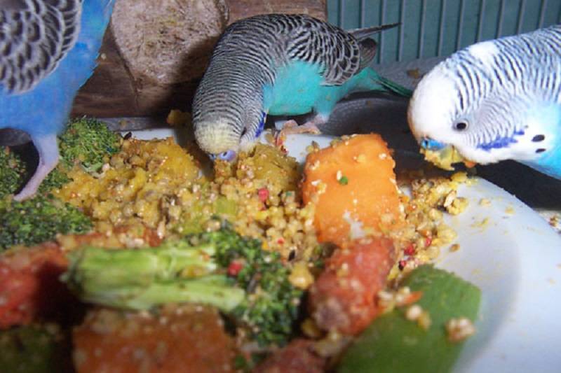 Что есть попугаи в домашних условиях