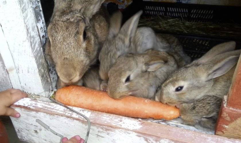 Можно ли давать кроликам морковную ботву и морковь: как и в каких количествах