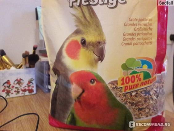 Какие веточки можно давать волнистым попугаям