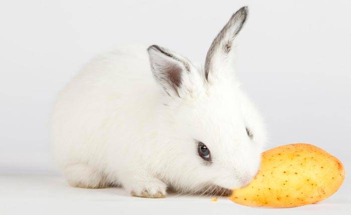 Давать ли кроликам картофель: проблемный вопрос