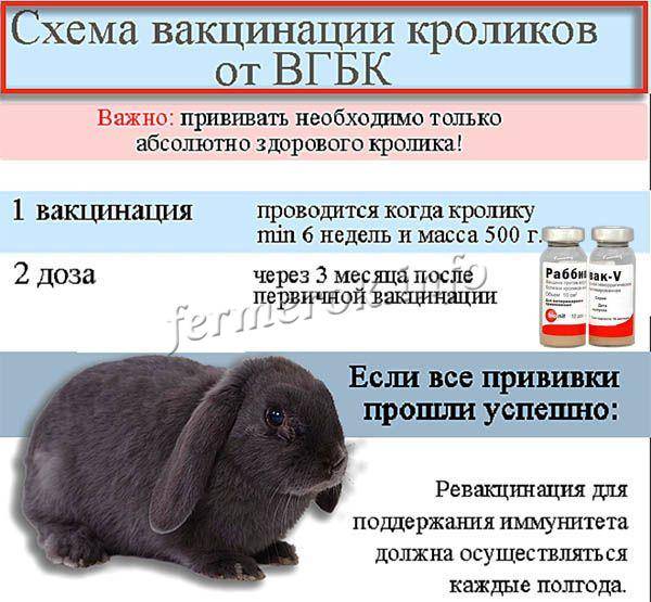Прививки кроликам: какие, когда и как правильно ставить вакцину?