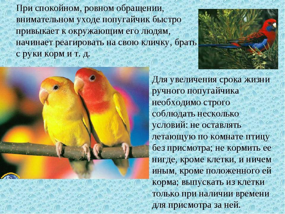 Интересные факты о волнистых попугаях для детей и не только