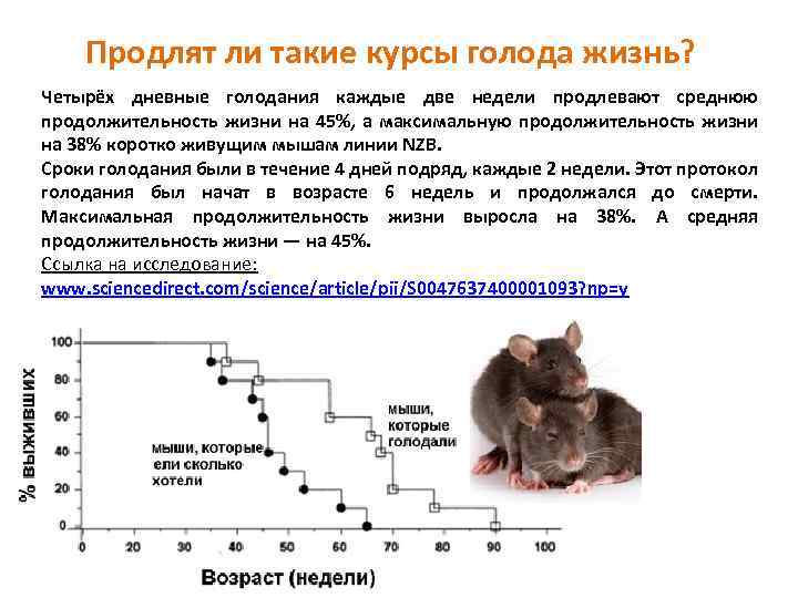 Продолжительность жизни крысы: у декоративных и диких грызунов