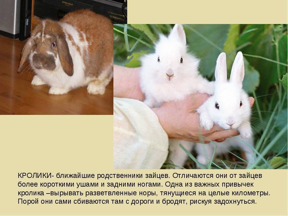 Заяц в сравнении с кроликом фото