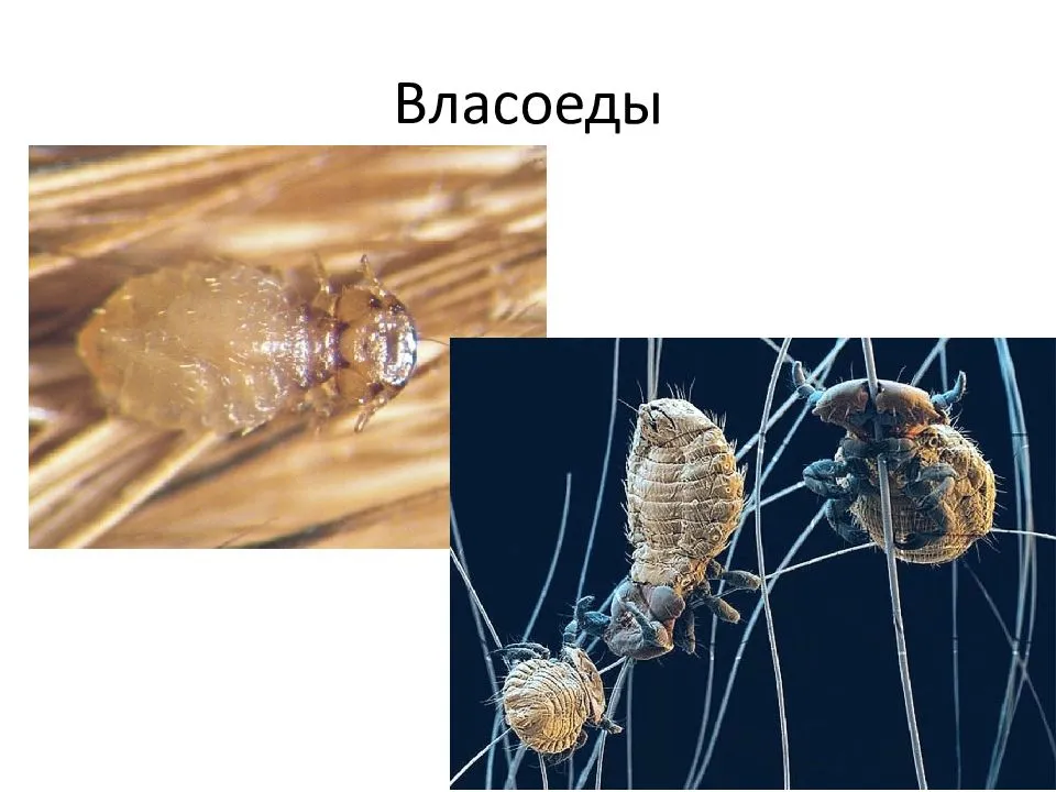 Власоед собачий фото