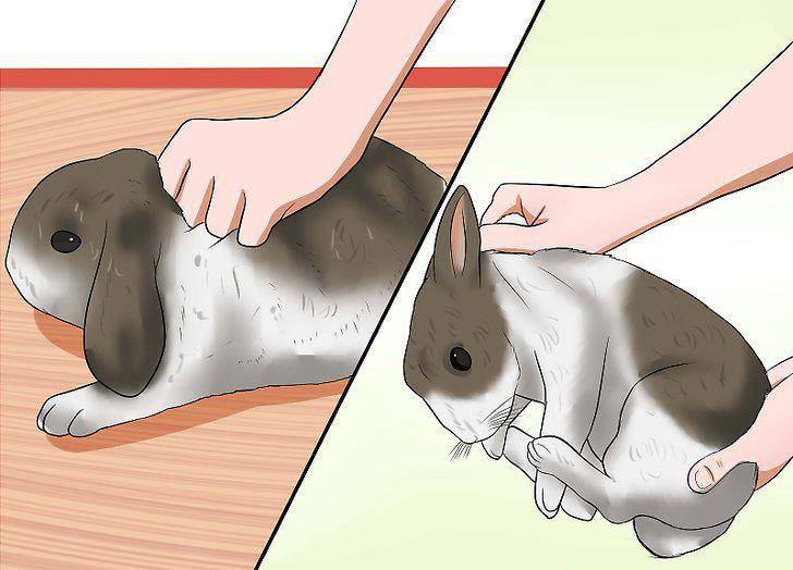 Как приучить кролика к рукам — правила приручения декоративного питомца
