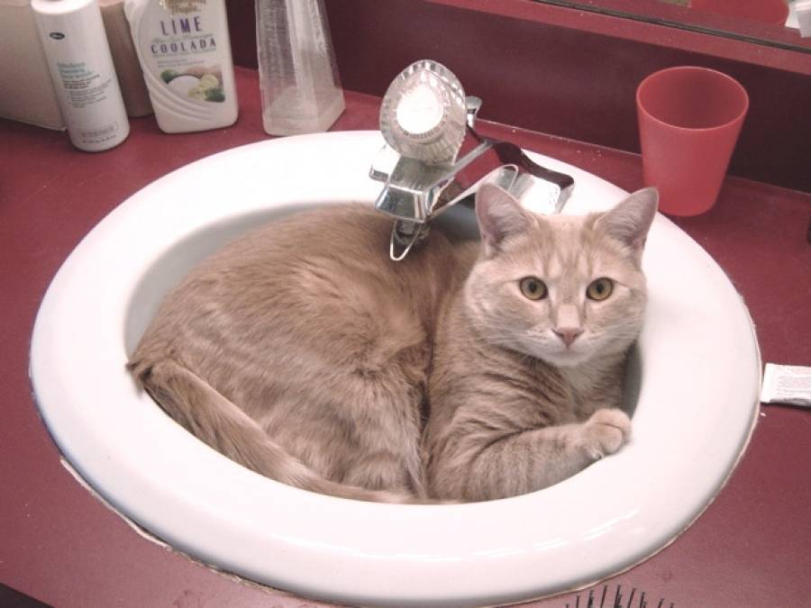 Нужно ли мыть домашних кошек и как это делать?