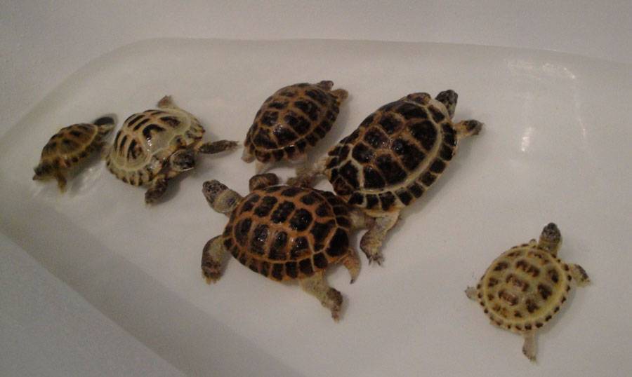 Домашние черепахи: 115 фото аквариумов для черепах, уход и кормежка черепахи