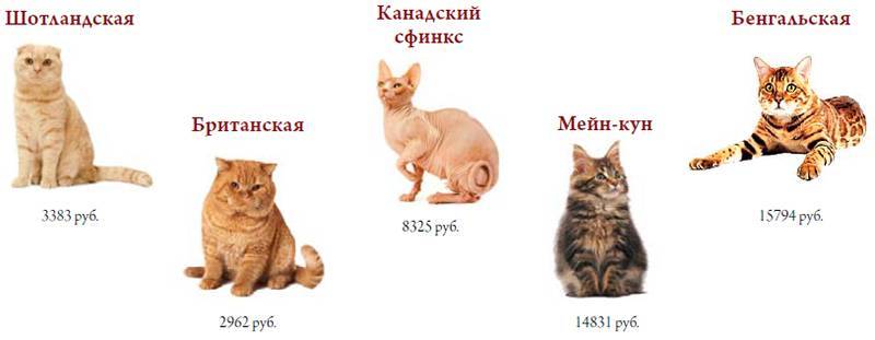Наиболее популярные породы кошек