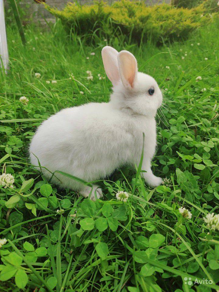 Кролик - 108 фото животных у которых есть не только ценный мех