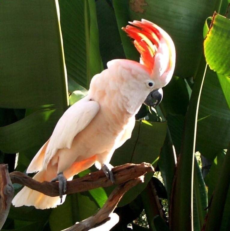 Сколько могут прожить попугаи какаду
