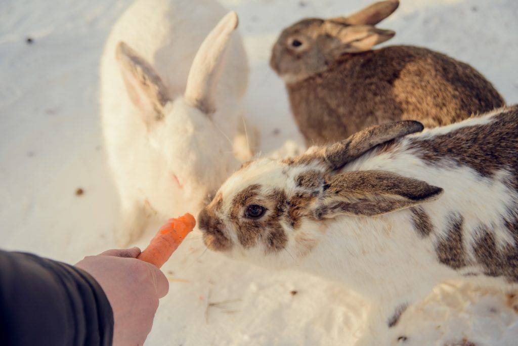 Содержание кроликов зимой: как поить их на улице в зимний период? особенности спаривания. сколько сена нужно кролику на зиму при уличном содержании?