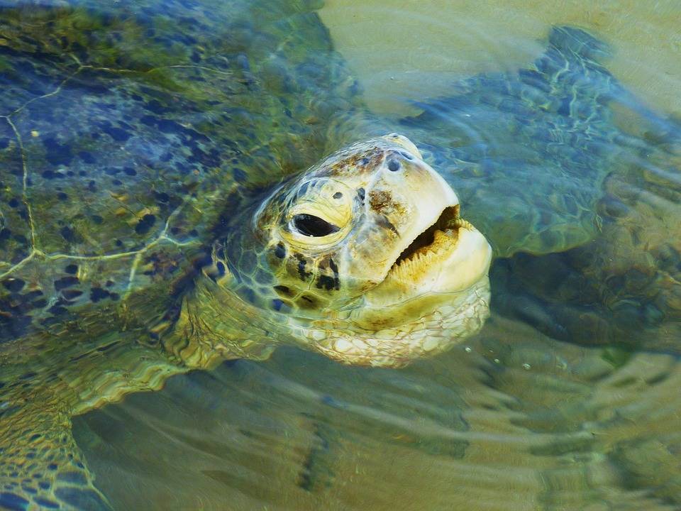 Черепаха плавает на одном боку, задом или брюхом кверху: причины и лечение