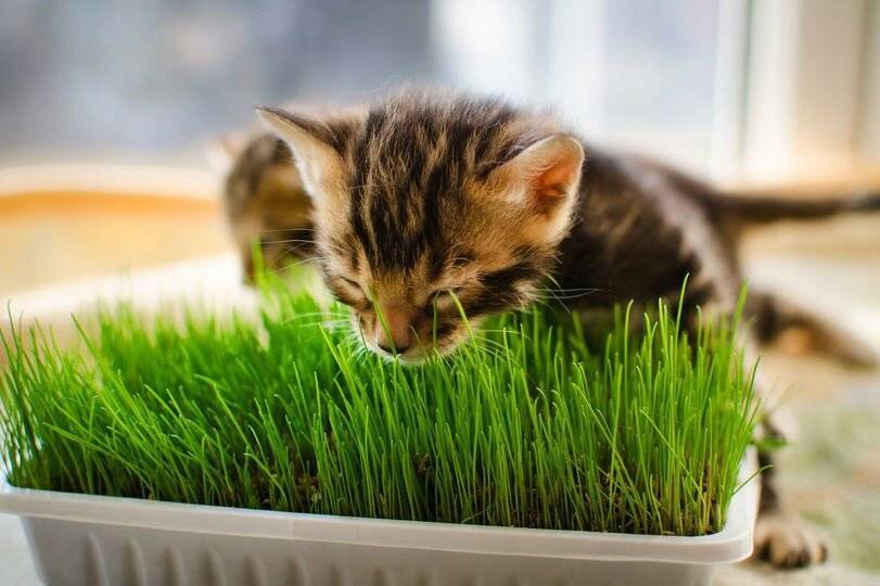 Какую траву любят есть кошки - 6 видов