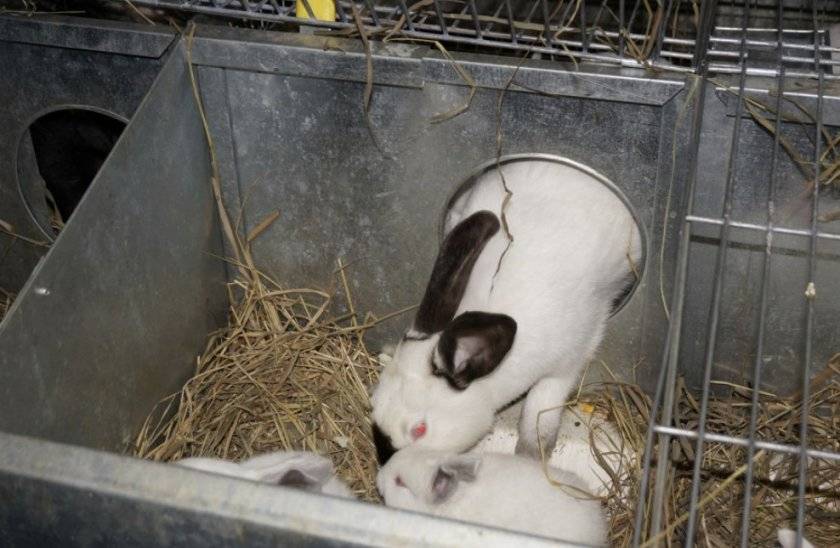 Как поставить на ноги кроликов после гибели кормилицы ?