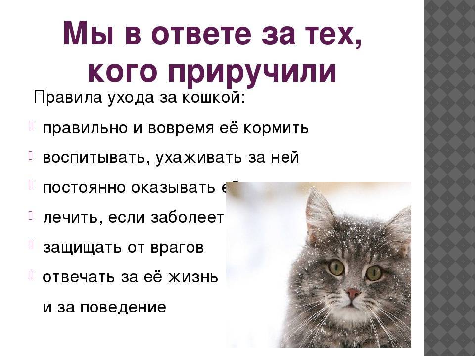 3 правила кошек. Инструкция ухода за котом. Как ухаживать за кошкой. Памятка по уходу за кошкой. КПК ухаживать за кошками.