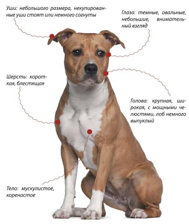 Собака стаффорд: описание породы, характер, особенности ухода и отзывы :: syl.ru