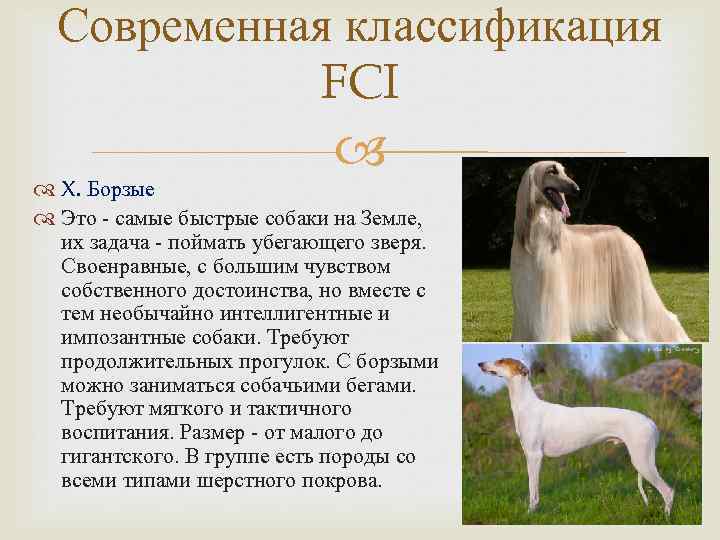 Борзые собаки: краткий обзор групп пород