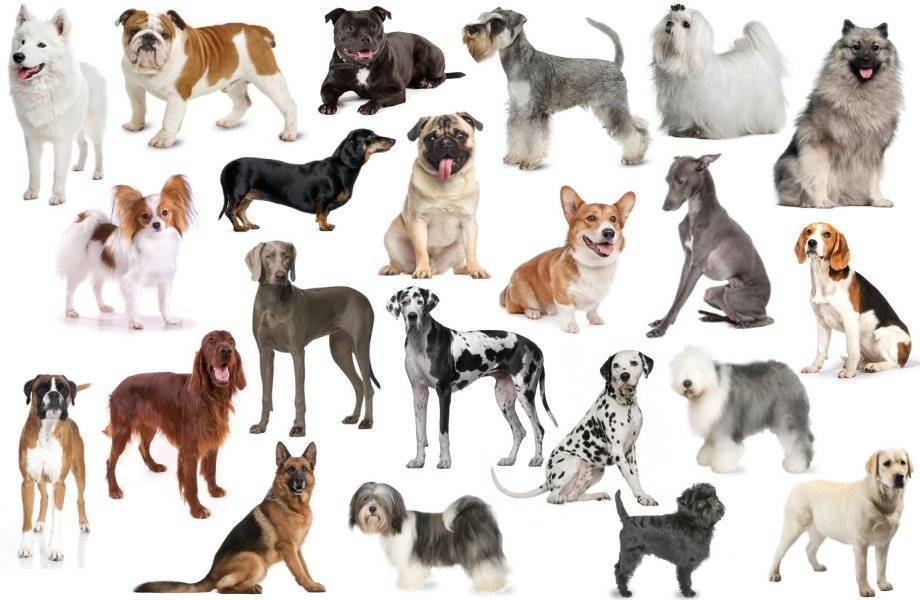 Средние породы собак - окружающий мир вокруг нас