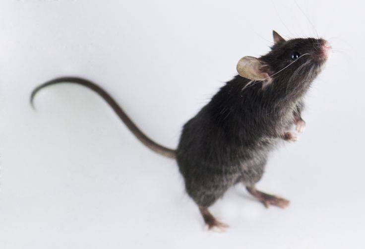 Крысиный хвост: особенности и предназначение
