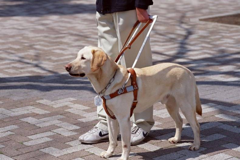 20 лучших пород собак-поводырей (проводников) для слепых: названия