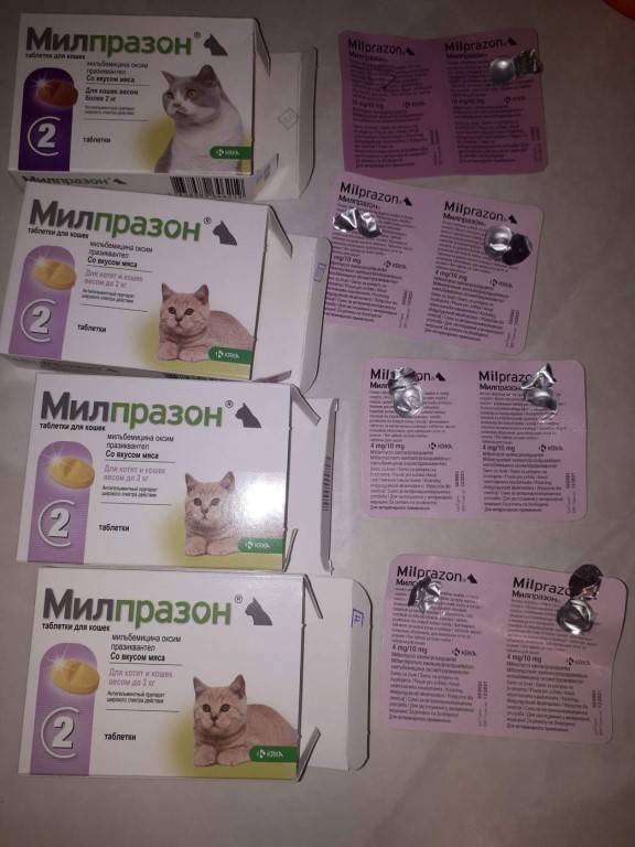 Таблетки от глистов «милпразон» для кошек: описание, инструкция по применению