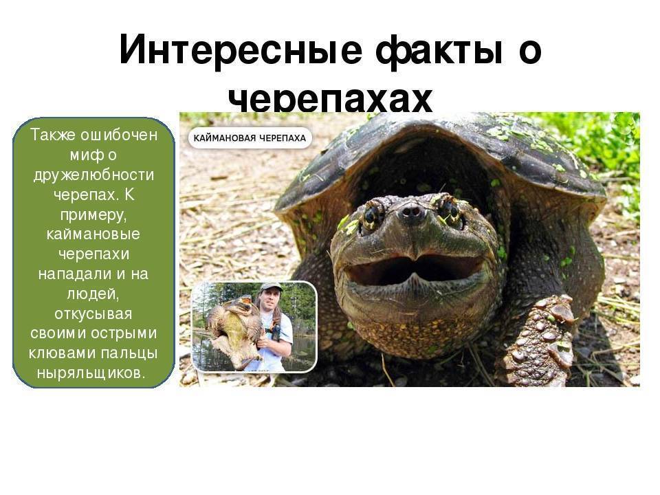 19 интересных фактов о черепахах
