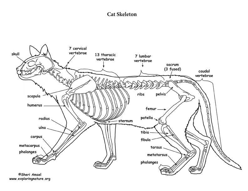 Скелет кошки: фото и описание.