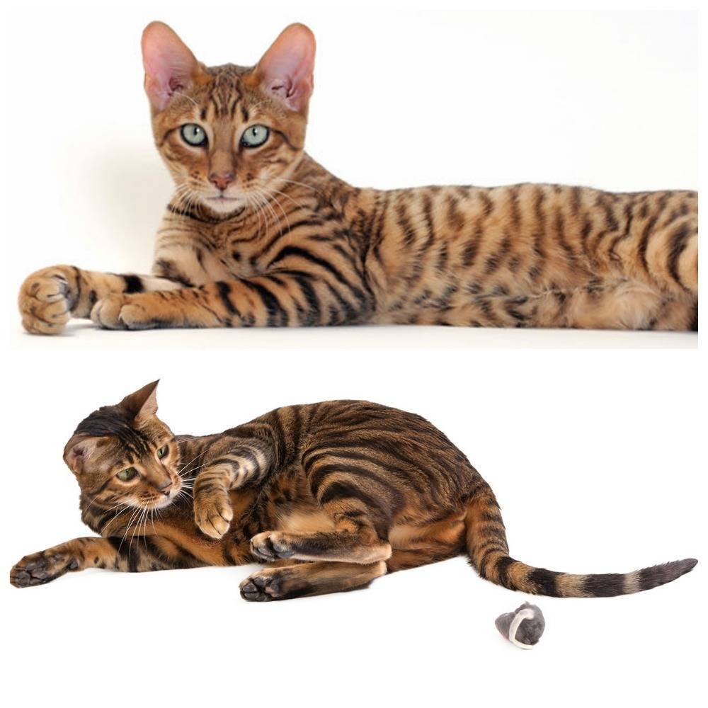 Фото и описание кошки породы тойгер: внешность и характер животного, особенности содержания