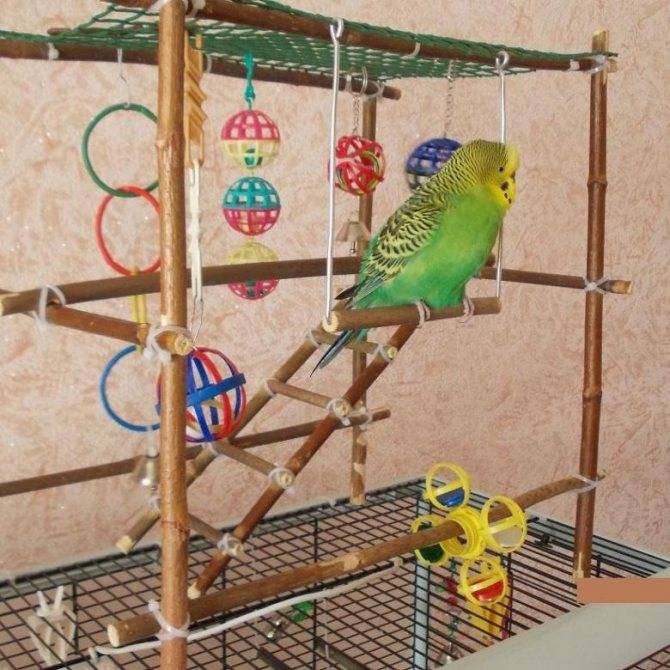 Игрушки для волнистых попугаев: виды, выбор, создание своими руками