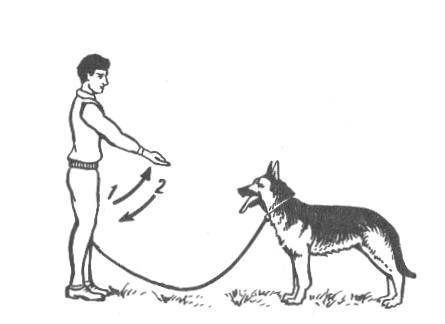 Как научить собаку команде «ко мне»