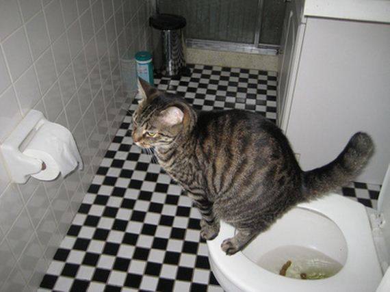 Урологический синдром у кошек: что делать, если у кошки проблемы с мочеиспусканием?