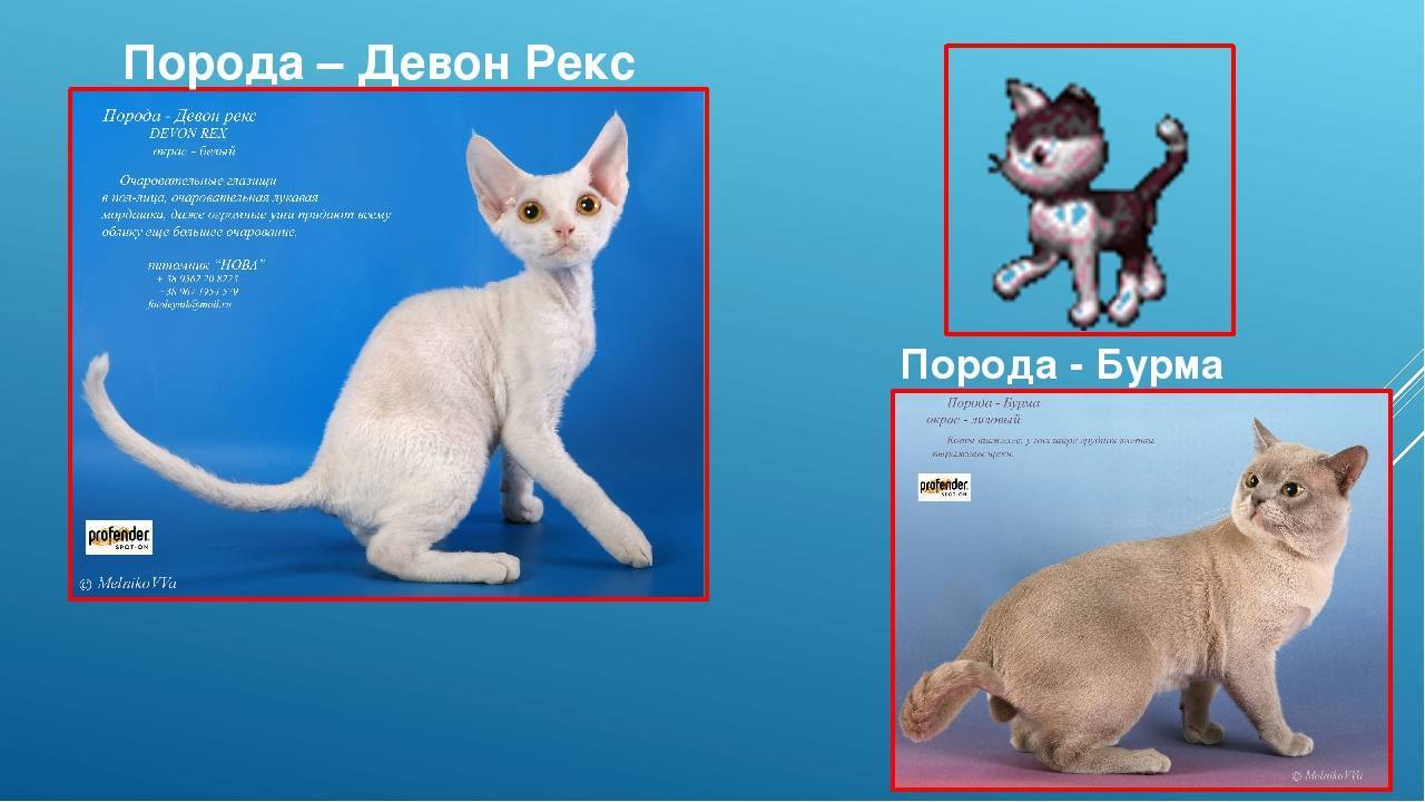 Кошки эльф и двэльф: в чём сходства и различия родственных пород велюровых кошек.