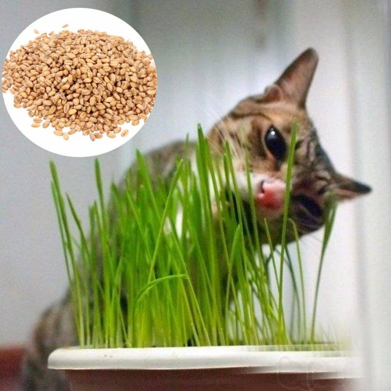 Как вырастить траву для кошек: в грунте, без грунта, где взять семена