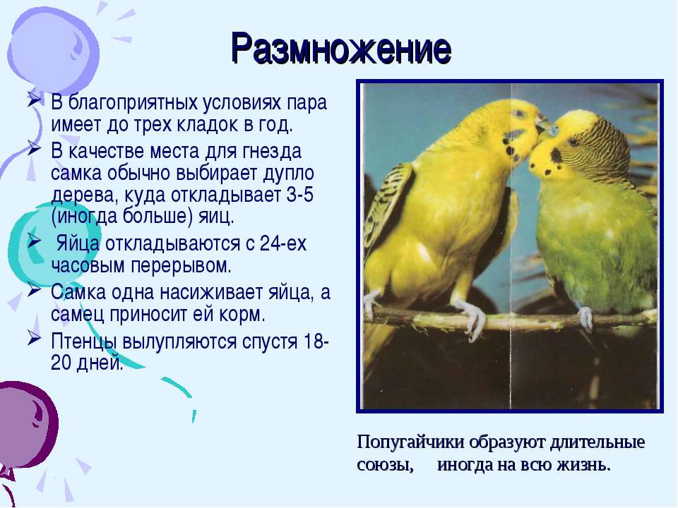 Размножение волнистых попугаев