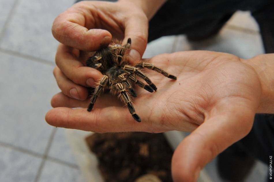 Домашний паук птицеед, как ухаживать и чем кормить?