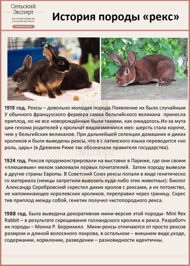 Ангорский кролик: описание и характеристика породы, правила содержания